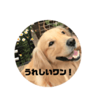 ゴールデンレトリバー  クラウドの日常 1（個別スタンプ：3）