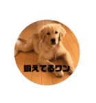 ゴールデンレトリバー  クラウドの日常 1（個別スタンプ：4）