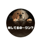 ゴールデンレトリバー  クラウドの日常 1（個別スタンプ：5）
