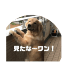 ゴールデンレトリバー  クラウドの日常 1（個別スタンプ：6）