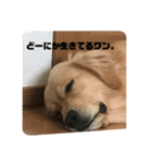 ゴールデンレトリバー  クラウドの日常 1（個別スタンプ：7）