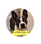 ボストンテリアのテオ3（個別スタンプ：4）