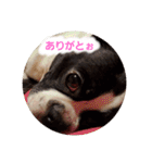 ボストンテリアのテオ3（個別スタンプ：5）