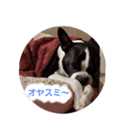 ボストンテリアのテオ3（個別スタンプ：8）