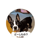 ボストンテリアのテオ3（個別スタンプ：9）