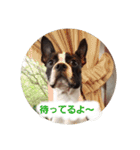 ボストンテリアのテオ3（個別スタンプ：12）