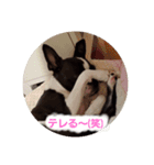 ボストンテリアのテオ3（個別スタンプ：15）