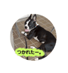ボストンテリアのテオ3（個別スタンプ：16）