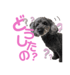 peace＆shell（個別スタンプ：3）