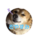 犬と赤ちゃんの日常スタンプ（個別スタンプ：4）