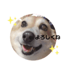 犬と赤ちゃんの日常スタンプ（個別スタンプ：8）