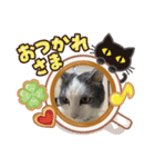 我が家の猫（Part7）（個別スタンプ：1）