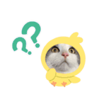 我が家の猫（Part7）（個別スタンプ：2）