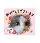 我が家の猫（Part7）（個別スタンプ：3）