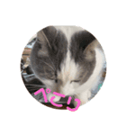 我が家の猫（Part7）（個別スタンプ：8）