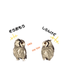 フクロウあずきver.2.0（個別スタンプ：1）