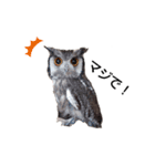 フクロウあずきver.2.0（個別スタンプ：2）