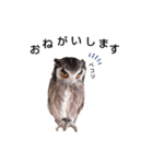 フクロウあずきver.2.0（個別スタンプ：3）