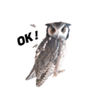 フクロウあずきver.2.0（個別スタンプ：4）