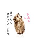 フクロウあずきver.2.0（個別スタンプ：5）