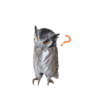 フクロウあずきver.2.0（個別スタンプ：7）