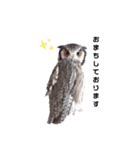 フクロウあずきver.2.0（個別スタンプ：8）