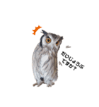 フクロウあずきver.2.0（個別スタンプ：10）