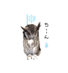 フクロウあずきver.2.0（個別スタンプ：11）