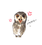 フクロウあずきver.2.0（個別スタンプ：13）