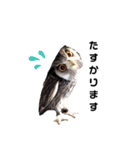 フクロウあずきver.2.0（個別スタンプ：15）
