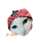 猫んぷ（個別スタンプ：1）
