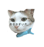 猫んぷ（個別スタンプ：2）