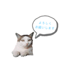 猫んぷ（個別スタンプ：3）