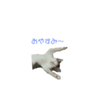猫んぷ（個別スタンプ：4）