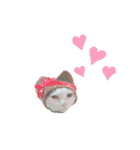 猫んぷ（個別スタンプ：6）