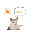 猫んぷ（個別スタンプ：8）