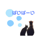 猫んぷ（個別スタンプ：9）