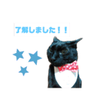 猫んぷ（個別スタンプ：13）