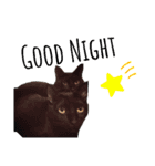 猫んぷ（個別スタンプ：14）