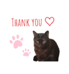 猫んぷ（個別スタンプ：15）