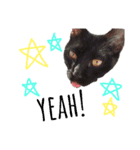 猫んぷ（個別スタンプ：16）