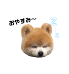 さかたいちくん（個別スタンプ：6）