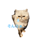 ペルシャ猫ちくわ（個別スタンプ：1）