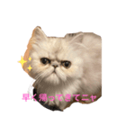 ペルシャ猫ちくわ（個別スタンプ：2）