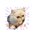 ペルシャ猫ちくわ（個別スタンプ：3）