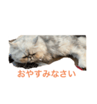 ペルシャ猫ちくわ（個別スタンプ：4）