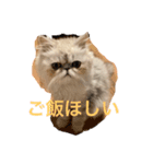 ペルシャ猫ちくわ（個別スタンプ：5）
