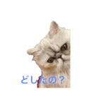 ペルシャ猫ちくわ（個別スタンプ：6）