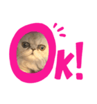 ペルシャ猫ちくわ（個別スタンプ：7）