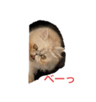 ペルシャ猫ちくわ（個別スタンプ：8）